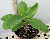 Euphorbia Milii SIAM WHITE Crown of Thorns Corona de Cristo Thai Hybrid