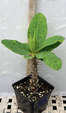 Euphorbia Milii MEE CHOK Crown Of Thorns Plant Corona de Cristo Succulents