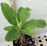 Euphorbia Milii MEE CHOK Crown Of Thorns Plant Corona de Cristo Succulents