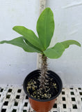 Euhorbia Milii Crown Of Thorns "Pink Emerald Flamingo" Corona de Cristo Large blooming Variety
