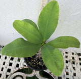 Euhorbia Milii Crown Of Thorns "Pink Emerald Flamingo" Corona de Cristo Large blooming Variety