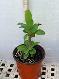 Euphorbia Milii BLANCE Crown of Thorns Corona de Cristo Succulents Thai Hybrid