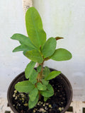 Euphorbia Milii BLANCE Crown of Thorns Corona de Cristo Succulents Thai Hybrid