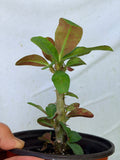 Euphorbia Milii BLANCE Crown of Thorns Corona de Cristo Succulents Thai Hybrid