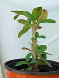 Euphorbia Milii BLANCE Crown of Thorns Corona de Cristo Succulents Thai Hybrid