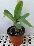 Euphorbia Milii GOLD GLAM Crown Of Thorns Corona de Cristo Thai Hybrid