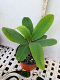 Euphorbia Milii GOLD GLAM Crown Of Thorns Corona de Cristo Thai Hybrid