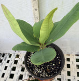 Euphorbia Milii GOLD GLAM Crown Of Thorns Corona de Cristo Thai Hybrid
