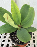 Euphorbia Milii GOLD GLAM Crown Of Thorns Corona de Cristo Thai Hybrid