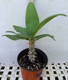 Euphorbia Milii LUCK SAP Crown of Thorns Corona De Cristo Thai Hybrid