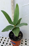 Euphorbia Milii LUCK SAP Crown of Thorns Corona De Cristo Thai Hybrid