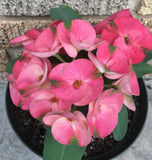 Euhorbia Milii Crown Of Thorns "Pink Emerald Flamingo" Corona de Cristo Large blooming Variety