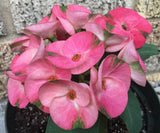Euhorbia Milii Crown Of Thorns "Pink Emerald Flamingo" Corona de Cristo Large blooming Variety
