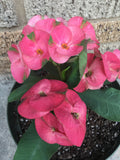 Euhorbia Milii Crown Of Thorns "Pink Emerald Flamingo" Corona de Cristo Large blooming Variety