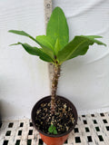 Euphorbia Milii VIOLET QUEEN Crown Of Thorns Corona de Cristo Thai Hybrid