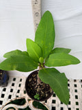 Euphorbia Milii VIOLET QUEEN Crown Of Thorns Corona de Cristo Thai Hybrid