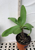 Euphorbia Milii 'Butter Berry" Crown of Thorns Corona De Cristo Succulent