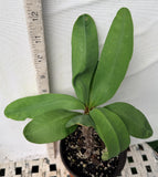 Euphorbia Milii 'Butter Berry" Crown of Thorns Corona De Cristo Succulent
