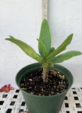 Euphorbia Milii LUCK SAP Crown of Thorns Corona De Cristo Thai Hybrid