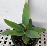Euphorbia Milii LUCK SAP Crown of Thorns Corona De Cristo Thai Hybrid
