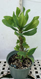 Euphorbia Milii WHISPERING ANGEL Crown Of Thorns  Poysean Corona De Cristo