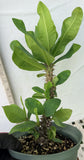 Euphorbia Milii WHISPERING ANGEL Crown Of Thorns  Poysean Corona De Cristo