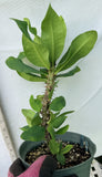 Euphorbia Milii WHISPERING ANGEL Crown Of Thorns  Poysean Corona De Cristo