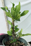 Euphorbia Milii WHISPERING ANGEL Crown Of Thorns  Poysean Corona De Cristo