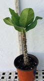 Euphorbia MIlii RAINBOW DIAMONDS (Phet Si Roong) Crown of Thorns Corona de Cristo