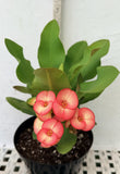 Euphorbia Milii PINK PARFAIT Crown Of Thorns Corona de Cristo Thai Hybrid