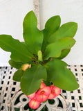 Euphorbia Milii PINK PARFAIT Crown Of Thorns Corona de Cristo Thai Hybrid