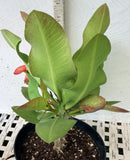 Euphorbia Milii PINK PARFAIT Crown Of Thorns Corona de Cristo Thai Hybrid