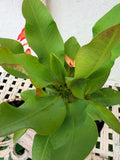 Euphorbia Milii PINK PARFAIT Crown Of Thorns Corona de Cristo Thai Hybrid