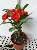 Euphorbia Milii RED MILLIONAIRE Crown of Thorns Coronas de Cristo