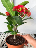 Euphorbia Milii RED MILLIONAIRE Crown of Thorns Coronas de Cristo