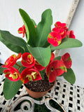 Euphorbia Milii RED MILLIONAIRE Crown of Thorns Coronas de Cristo