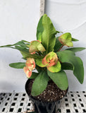 Euhorbia Milii Crown Of Thorns "Make A Wish" Corona de Cristo Thai Hybrid