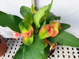 Euhorbia Milii Crown Of Thorns "Make A Wish" Corona de Cristo Thai Hybrid