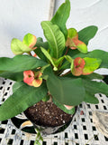 Euhorbia Milii Crown Of Thorns "Make A Wish" Corona de Cristo Thai Hybrid