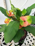 Euhorbia Milii Crown Of Thorns "Make A Wish" Corona de Cristo Thai Hybrid