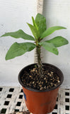 Euhorbia Milii Crown Of Thorns "Frosted Petal" Corona de Cristo Large blooming Variety