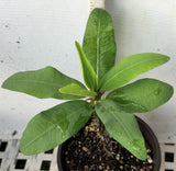 Euhorbia Milii Crown Of Thorns "Frosted Petal" Corona de Cristo Large blooming Variety