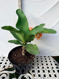 Euphorbia Milii SUNKIST Crown of Thorns Corona de Cristo Large Blooms
