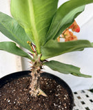 Euphorbia Milii SUNKIST Crown of Thorns Corona de Cristo Large Blooms