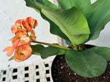 Euphorbia Milii SUNKIST Crown of Thorns Corona de Cristo Large Blooms