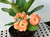 Euphorbia Milii SUNKIST Crown of Thorns Corona de Cristo Large Blooms
