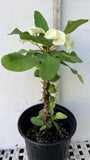 Euphorbia Milii BRIDAL WHITE Crown of Thorns Corona de Cristo Succulent