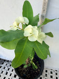 Euphorbia Milii BRIDAL WHITE Crown of Thorns Corona de Cristo Succulent