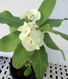 Euphorbia Milii BRIDAL WHITE Crown of Thorns Corona de Cristo Succulent
