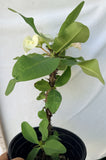 Euphorbia Milii BRIDAL WHITE Crown of Thorns Corona de Cristo Succulent
